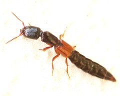 Gauropterus fulgidus