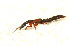 Gauropterus fulgidus