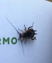 Ectobius sylvestris