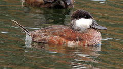 Oxyura jamaicensis