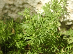Lepidium didymum