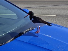 Haematopus ostralegus
