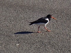 Haematopus ostralegus