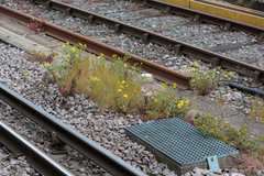Geranium robertianum
