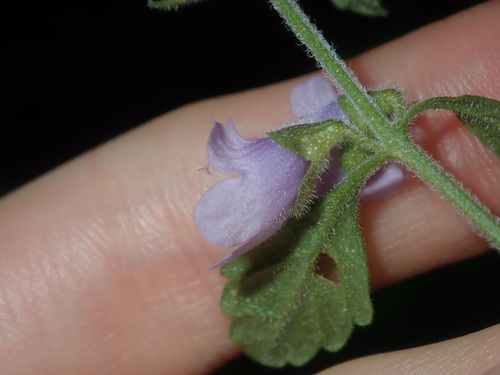 Image of Prostanthera incana by (c) Thomas Mesaglio, some rights reserved (CC BY)