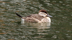 Oxyura jamaicensis
