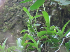 Cleisostoma paniculatum