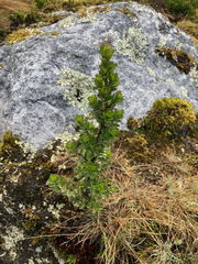 Baccharis tricuneata