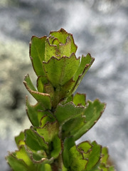 Baccharis tricuneata