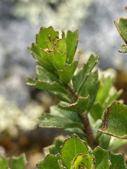 Baccharis tricuneata