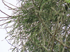 Viscum liquidambaricola