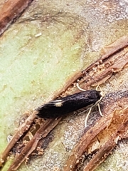 Psychoides filicivora