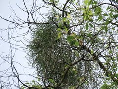 Viscum liquidambaricola