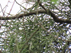 Viscum liquidambaricola