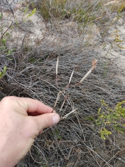 Moraea elsiae