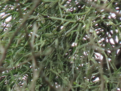 Viscum liquidambaricola