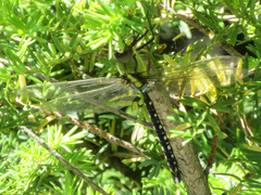 Anax nigrofasciatus