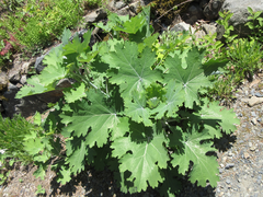 Macleaya