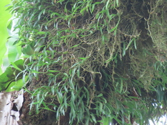 Pholidota cantonensis