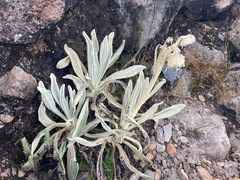 Senecio cocuyanus