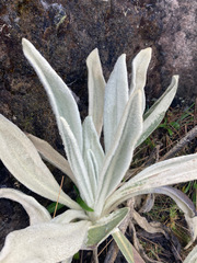 Senecio cocuyanus