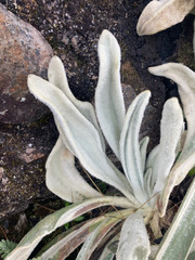 Senecio cocuyanus