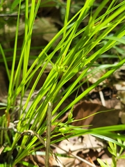 Carex timida