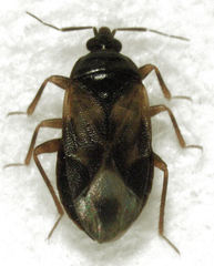 Lyctocoris campestris