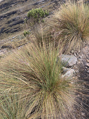 Calamagrostis effusa