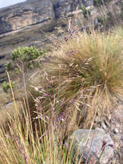 Calamagrostis effusa