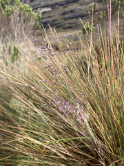 Calamagrostis effusa