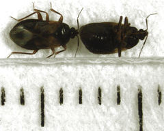 Lyctocoris campestris