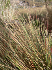 Calamagrostis effusa