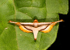 Calindoea elongatalis