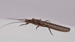 Cosmioperla