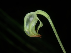 Pterostylis hispidula