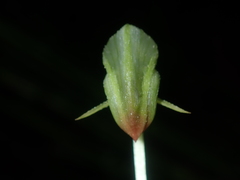 Pterostylis hispidula