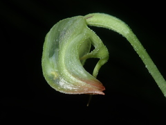 Pterostylis hispidula