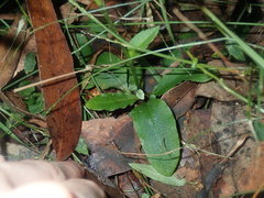 Pterostylis hispidula