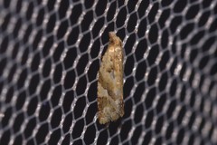 Euphona euphona