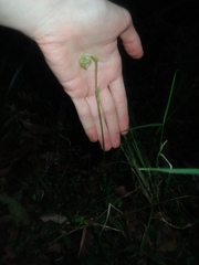 Pterostylis hispidula