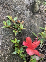 Rhododendron nakaharae