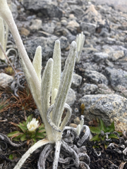Senecio cocuyanus