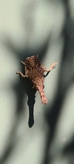 Amyclinae