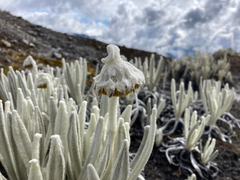 Senecio cocuyanus