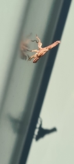Amyclinae