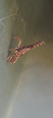 Amyclinae