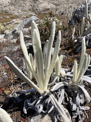 Senecio cocuyanus