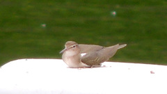 Actitis macularius