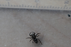 Attulus fasciger